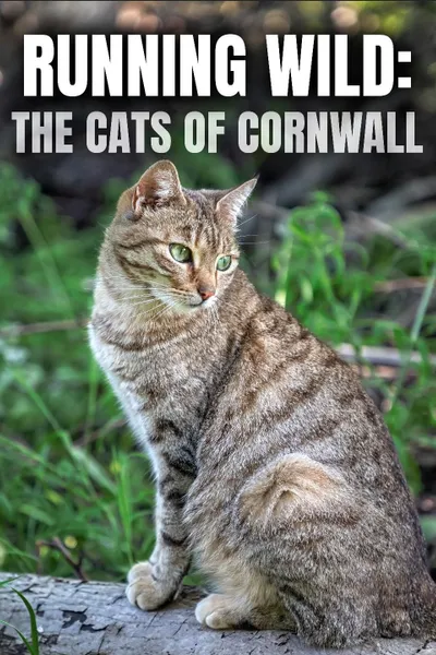 Running Wild: The Cats of Cornwall