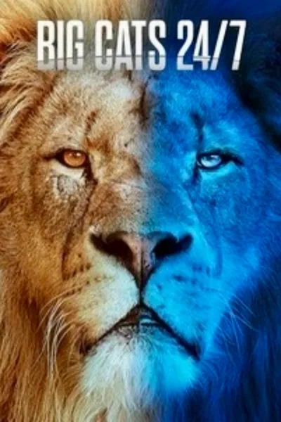 Big Cats 24/7