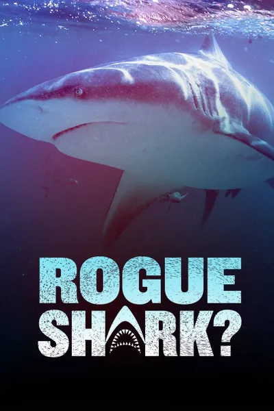 Rogue Shark?