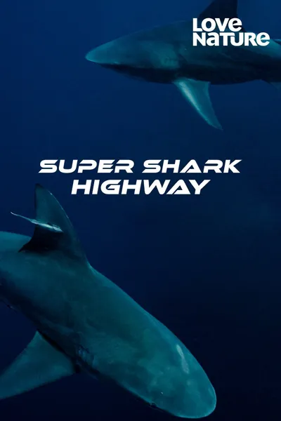 Super Shark Highway